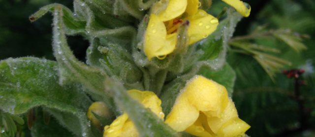 Sweet Mullein